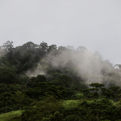 Endişelendiren 'yağmur ormanları' açıklaması!