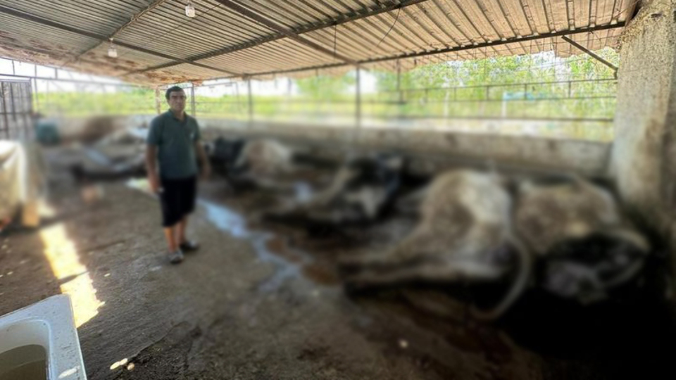 10 büyükbaş hayvan elektrik akımına kapılarak öldü