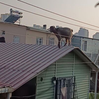 Kurbanlık keçi çatıya çıktı