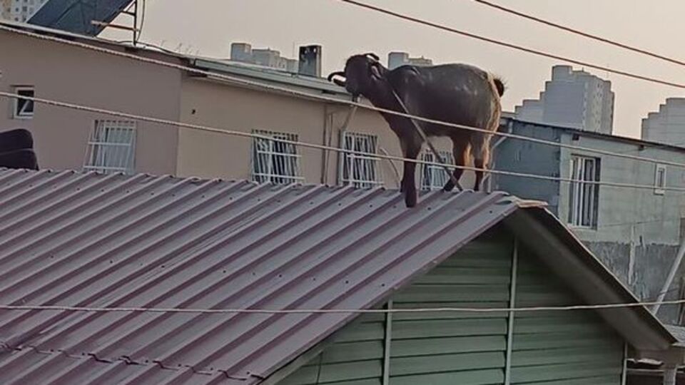 Kurbanlık keçi çatıya çıktı