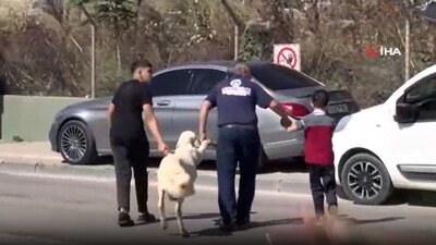 Kurbanlık koyunu adeta insan gibi yürüttüler!