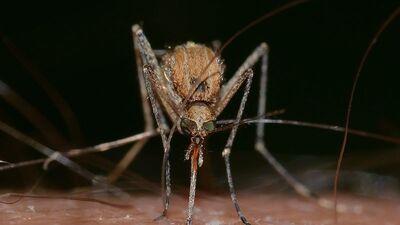 İşte ısıran sineklerin sevdiği renk!