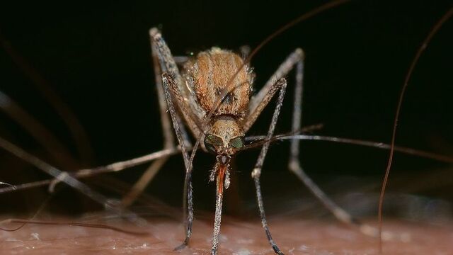 İşte ısıran sineklerin sevdiği renk!