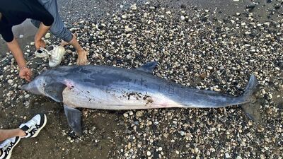 Şişe burunlu ölü yunus kıyıya vurdu!