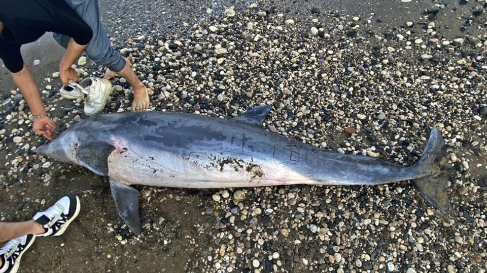 Şişe burunlu ölü yunus kıyıya vurdu!