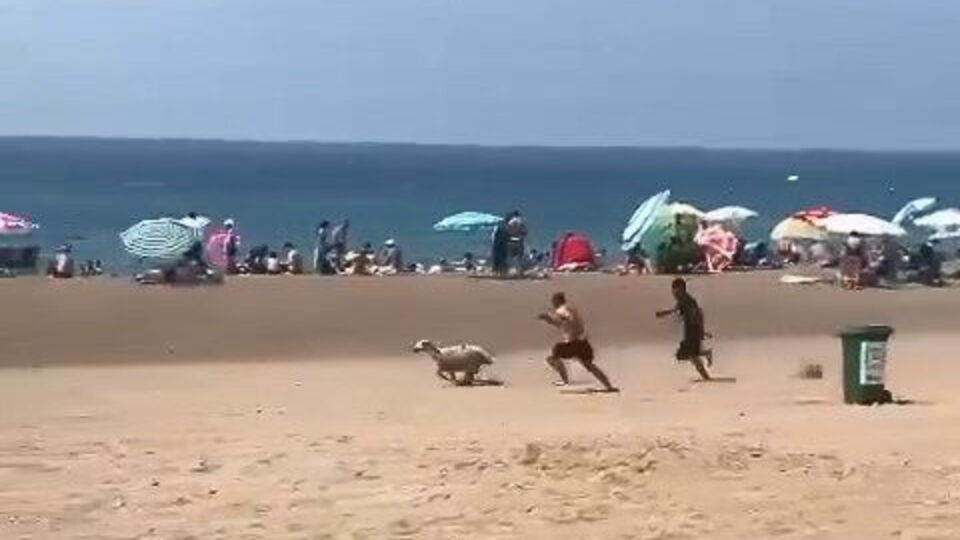 Kurbanlık kuzu plajı birbirine kattı