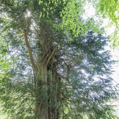 En yaşlısı 4117 yaşında!