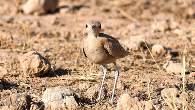 Nadir görülüyor! Şanlıurfa'da fotoğraflandı