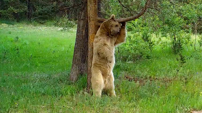 Bozayıların kaşındığı ağaçlara dokunulmayacak