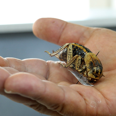 Yamyam tombul çekirge, Mardin'de görüntülendi