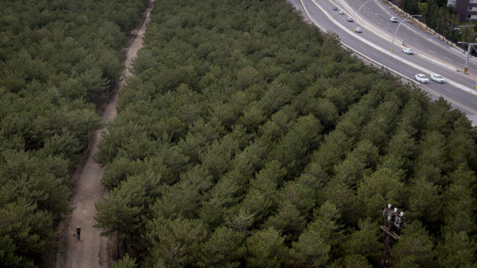 Başkent'te ormanlık alanlara giriş yasağı