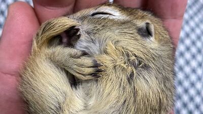 'Anadolu gelengisi' koruma altına alındı