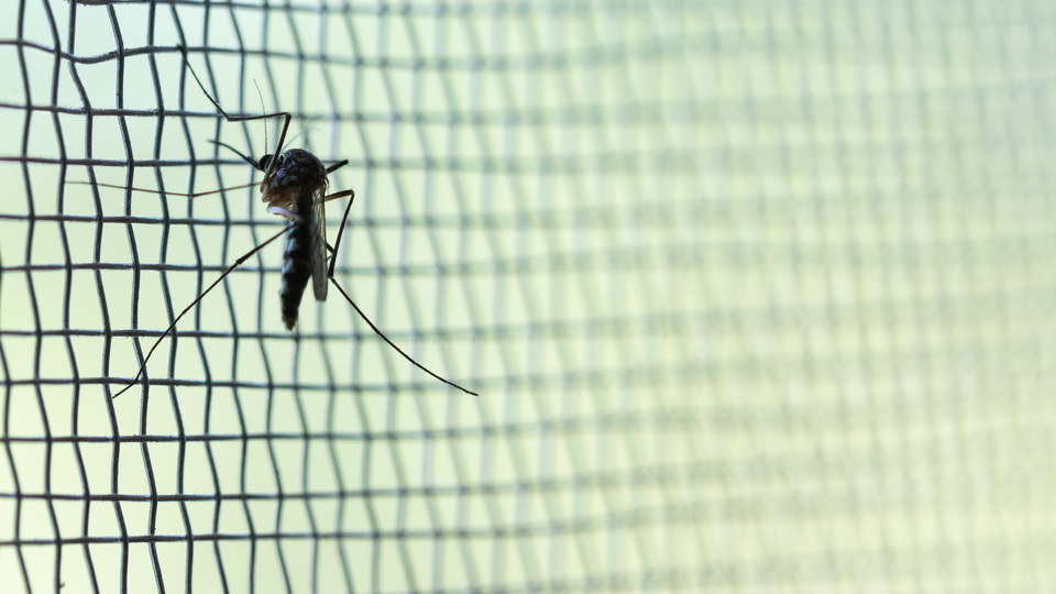 İstilacı sivrisinek uyarısı!