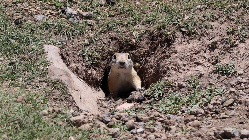 Sayıları 20 binden 15'e düştü!