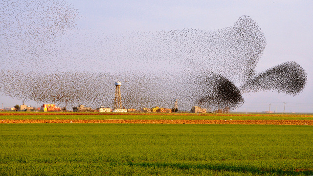Sığırcığın &ouml;t&uuml;ş&uuml;!