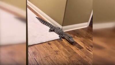 Halının üzerinde karşılaştı, büyük korku yaşadı