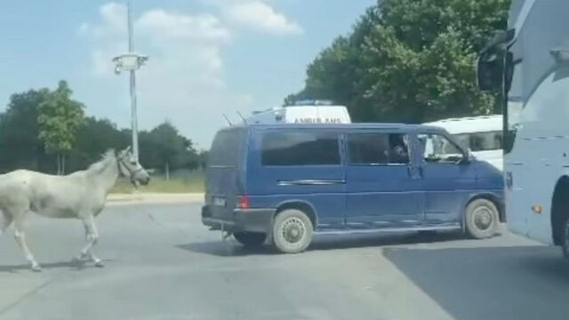 Atı arkasından koşturdu, gözaltı kararı çıktı!