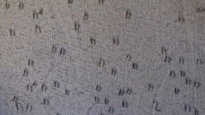 İstanbul'da sivrisinek alarmı!