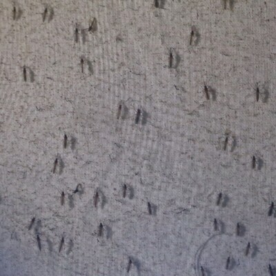 İstanbul'da sivrisinek alarmı!