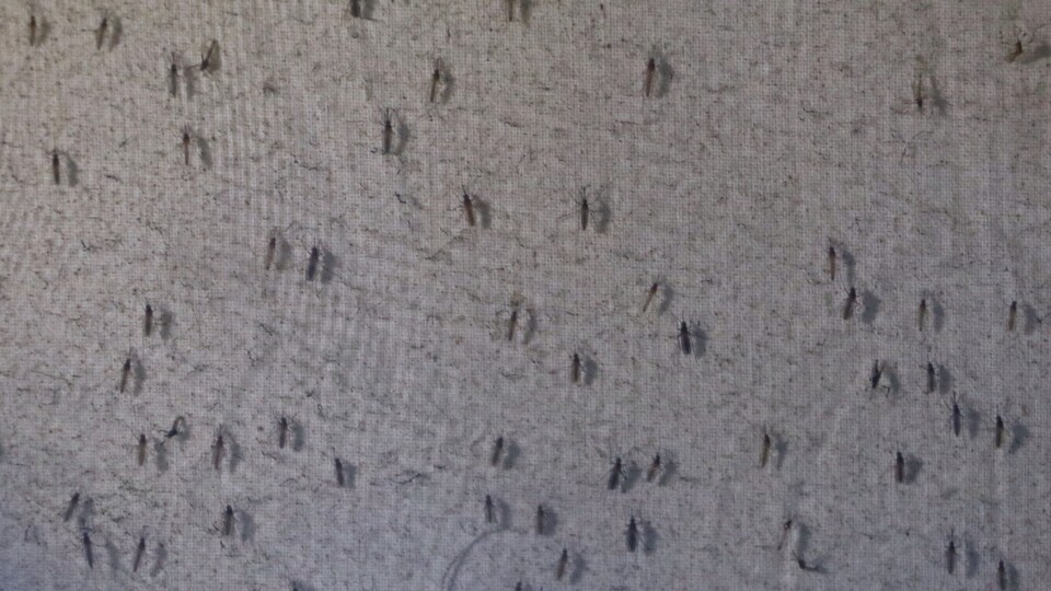 İstanbul'da sivrisinek alarmı!