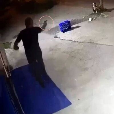 Köpeğe 14 kurşun!