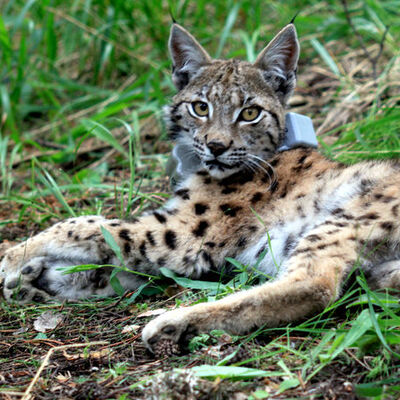 Vaşak Ulu bir yılda 2 bin 200 kilometre yol yürüdü