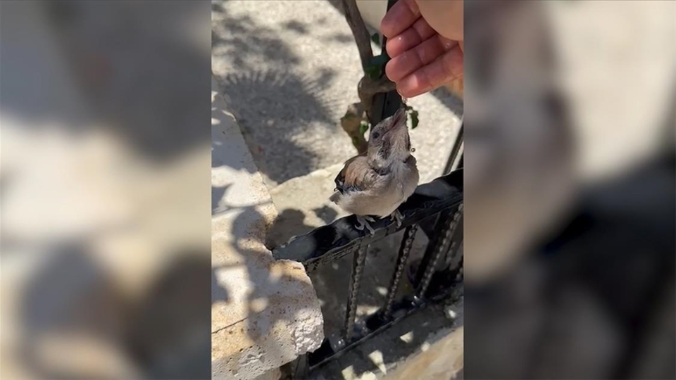 Sıcaktan etkilenen kuşa eliyle su içirdi