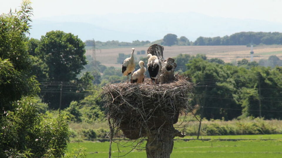 'Leylek Toki'de görüntülendiler