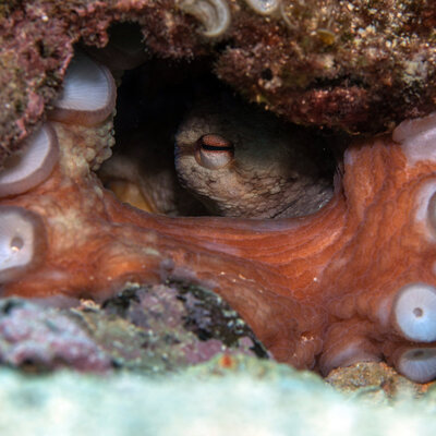 50 gün boyunca avlanmıyor, beslenmiyorlar... Ölümüne nöbet!
