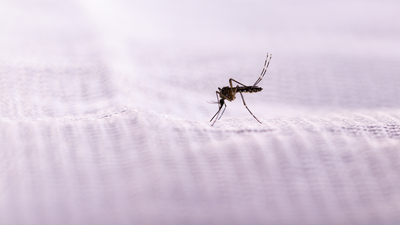 Asya kaplan sivrisineğine dikkat!