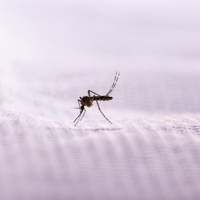 Asya kaplan sivrisineğine dikkat!