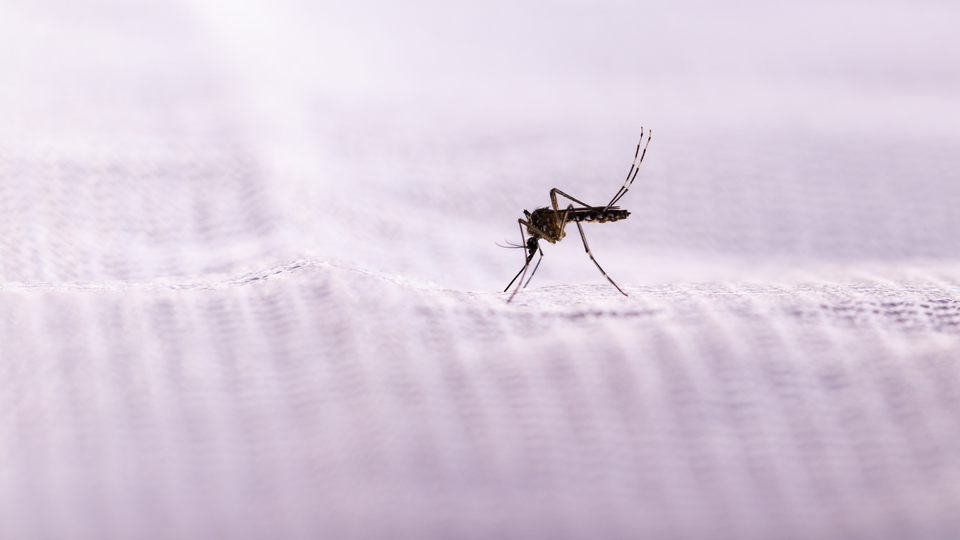 Asya kaplan sivrisineğine dikkat!