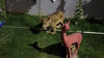 Villadan yavru aslan ve piton yılanı çıktı!