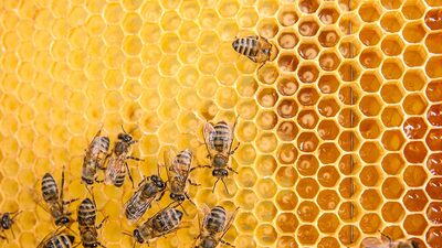 Balın kg maliyeti 110.7 lira olarak belirlendi