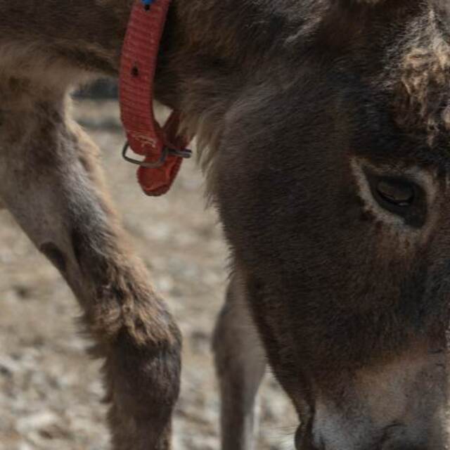 Sahipsiz Fıstık barınakta biberonla besleniyor