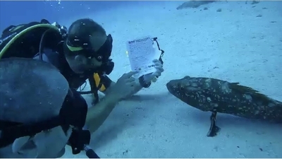 Dalış eğitmeninin dersini orfoz balığı da izledi