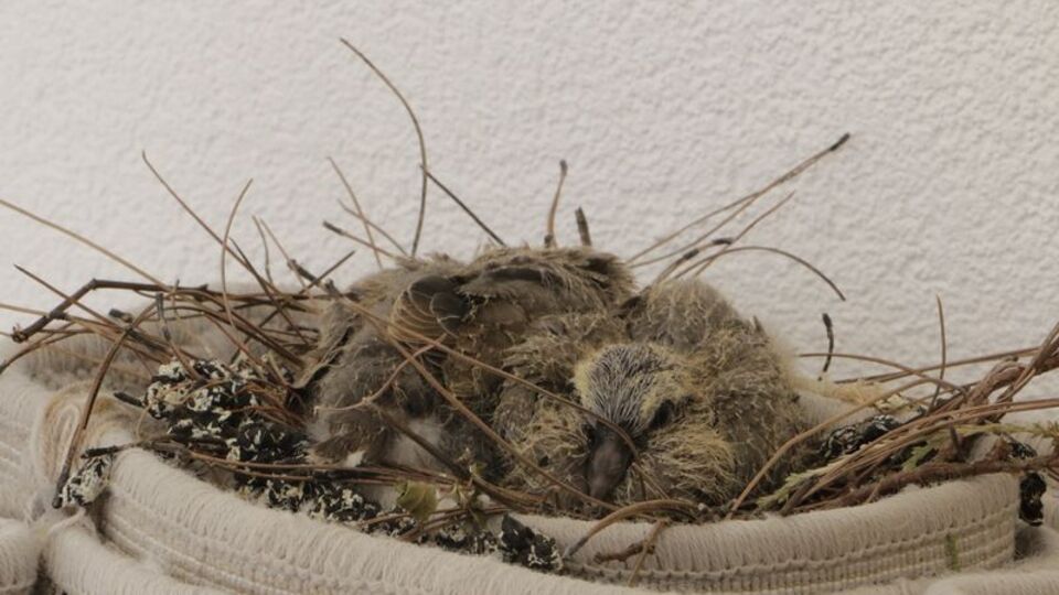 Kumru yuvası için halıyı yere sermiyor