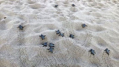 Patara'da yılın ilk yavru caretta carettaları denizle buluştu