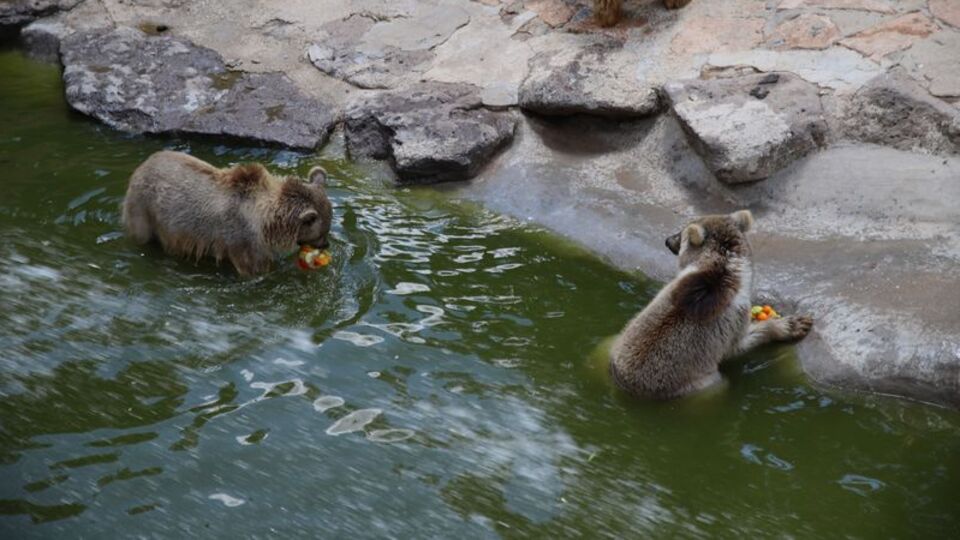 45 dereceye karşı buzlu kokteyl