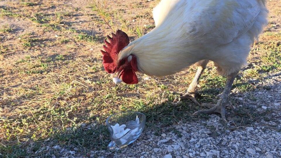 Kesme şekerci horoz şaşırttı