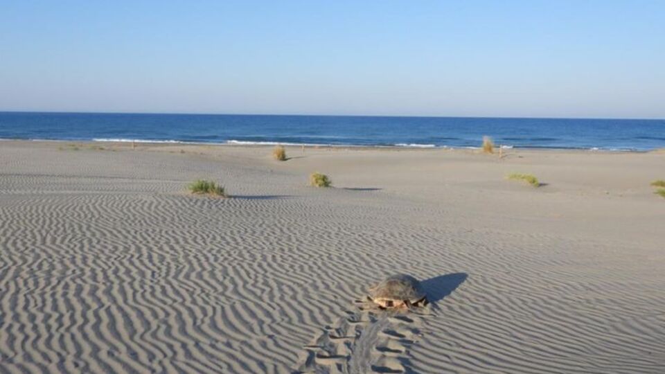 Denize dönemeyen caretta carettayı gönüllüler kurtardı