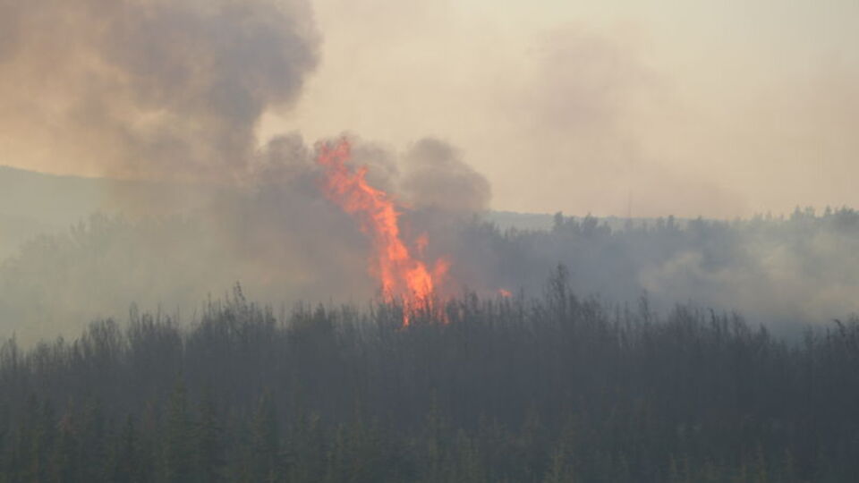 Tekirdağ'da orman yangını: AFAD Başkanı Sezer'den açıklama