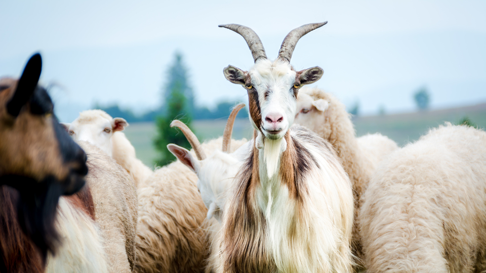 Nijerya'da ilk şarbon vakası tespit edildi