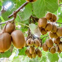 Kivi ağacı nasıl ve nerede yetiştirilir?