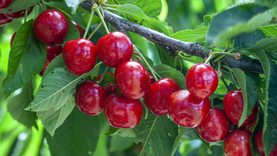 Kiraz ağacı nasıl ve nerede yetiştirilir?