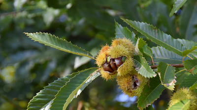 Kestane ağacı nasıl ve nerede yetiştirilir?