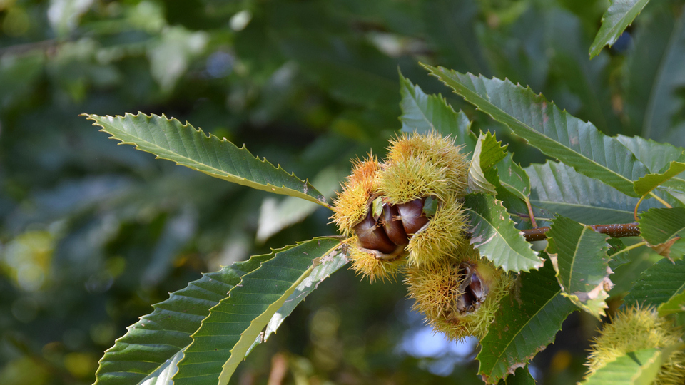 Kestane ağacı nasıl ve nerede yetiştirilir?