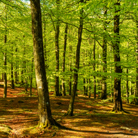Kayın ağacı nasıl ve nerede yetiştirilir?