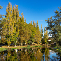 Kavak ağacı nasıl ve nerede yetiştirilir?