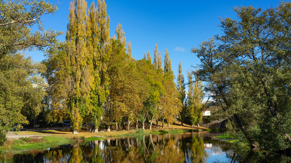 Kavak ağacı nasıl ve nerede yetiştirilir?